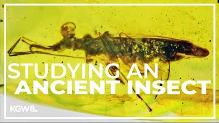 Osu Professor Names 100-Million-Year-Old Insect Found In Amber