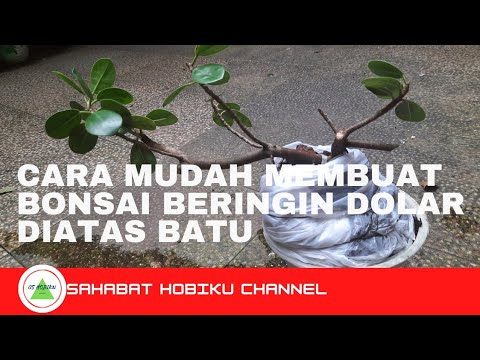 Cara mudah membuat bonsai beringin dolar mencengkram batu #belajarbonsai #bonsai #bonsaiberingin