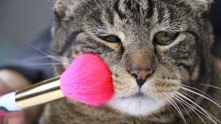 A Makeup Tip for Busy Cats A Makeup Tip for Busy Cats