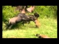 Leopard VS Tiger VS Lion