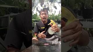 Fungitop 325Scfungisida Zptmelindungi Tanaman Dari Serangan Hama Dan Jamur