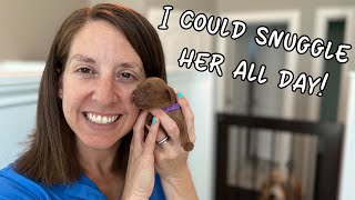 Pepper Gave Birth To 6 Goldendoodle Puppies