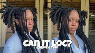 Can It Loc? Episode 2 Loc Extensions Added To Locs W Two Pigtails Quick & Easy Hair Tutorial