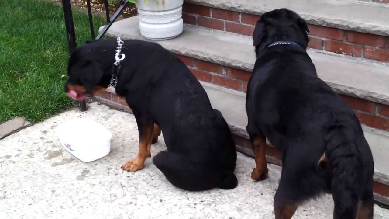 rottweilers mating rottweilers rottweilers mating rottweilers