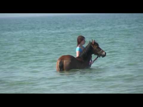 Pony Swimming in Guernsey