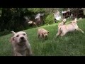 labradors
