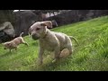 labradors