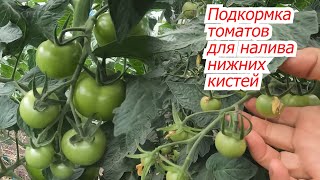 Подкормка Томатов На Налив Плодов Нижних Кистей.