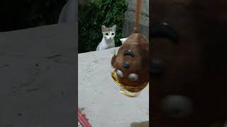 Cat Story