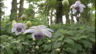 青梅･奥多摩観光PR映像集01　日本有数の花を観る