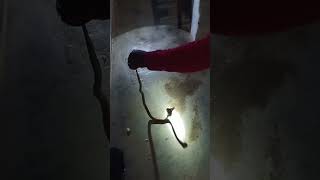 Snake Videos