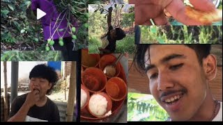 Next Vlog Hai Tw Sathi Haru Mango Chordai Garda Ko Vdo Hai Tw Aaja Mango Pani Chorerw Khaiyao