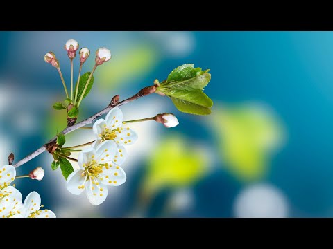 Morning Relaxing Music - Piano Music, Positive Background Music (Molly)