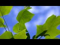 Morning Relaxing Music - Piano Music, Positive Background Music (Molly)