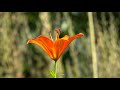 Morning Relaxing Music - Piano Music, Positive Background Music (Molly)