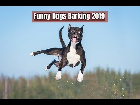Funny Dogs Barking Compilation 2019! Try Not No Laugh Challenge!