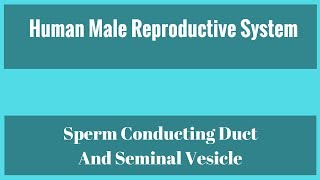 Sperm Conducting Duct And Seminal Vesicle