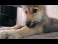 Wolf Pup Hiccups!