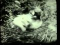 Ranker Video