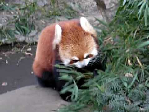 レッサーパンダLesser panda　横浜野毛山動物園