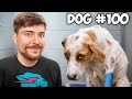 I Saved 100 Dogs From Dying