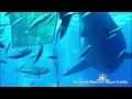 Say Hello to Deep Blue: ‘The Biggest Shark Ever Filmed’ | NBC Nightly News