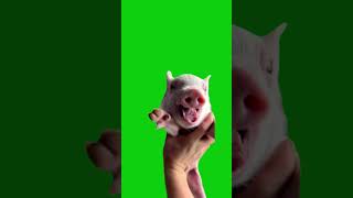Baby Pig Spinning Around Green Screen Meme Template