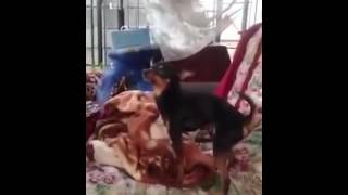 Horny Little pincher dog fuck his own face wtf!!! looool   FUNNY 