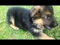 отличной родословной! Родился 10 мая