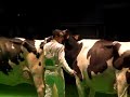 Grand Champion Holstein Cremona National Show