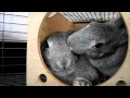 【里親募集中】生後3ヶ月半チンチラ色うさぎ2匹