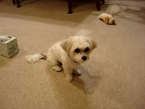 shih tzu tricks maltese shih tzu mix tricks how to make do everything shih tzu tricks maltese shih tzu mix tricks how to make do everything