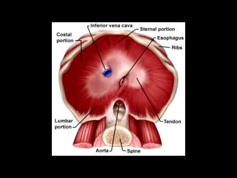 Diaphragm Anatomy & Structures that Perforate Diaphragm - YouTube
