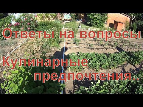 Ответы на вопросы. Кулинарные предпочтения)) Ответы на вопросы. Кулинарные предпочтения))