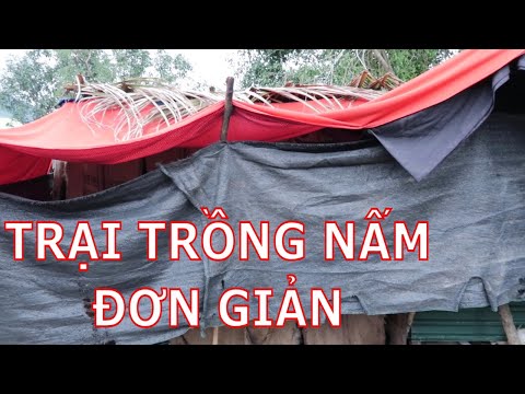 Trại Trồng Nấm Bào Ngư Cực Kỳ Đơn Giản Không Tốn Chi Phí Làm Trại Nhưng Vẫn Cho Hiệu Quả Cao