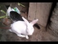 conejo y gato comen en el mismo plato