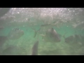 Hand Fish Feeding Big Trevally, Silver Drummer, Mullet and Blue Fish - Lord Howe Island