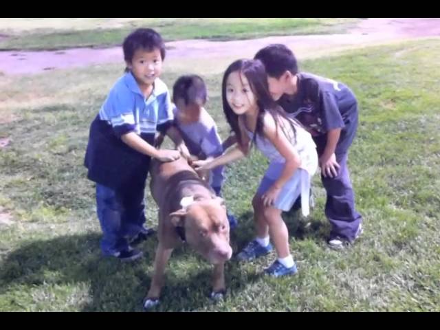 PIT BULLS ATTACK KIDS... with kisses