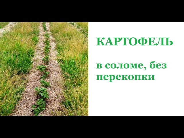 Выращивание картофеля на соломе без перекопки 35