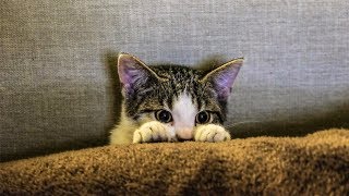 Смешные коты, кошки и другие животные (funny cats 2019) – НЕ РАЗРЕШАЕТСЯ ТОСКОВАТЬ, КРУТЫЕ КОТИКИ