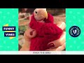 Funny Animals Vines V2 March 2018 Compilation | Cute Pets, Dogs, Birds, Cats Videos Monthly Montage