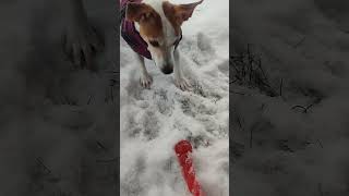 Jack Russell Terrier, Treisy And The Red Stick