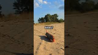 Sand Fleastiny Terrors Of The Beach