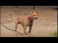 Underground Dogfighting images Underground Dogfighting