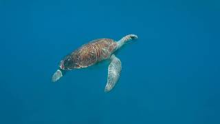 Under the Ocean