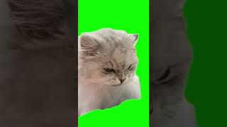 Eating Angry Cat Meme