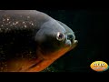 Видео Зоопарк Киев • Пираньи в аквариуме
