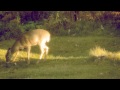 Видео Nikon D3200 dslr deer video adobe after effects cs5.5 warp stabilizer