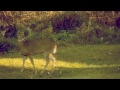 Video Nikon D3200 dslr deer video adobe after effects cs5.5 warp stabilizer