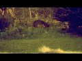 Video Nikon D3200 dslr deer video adobe after effects cs5.5 warp stabilizer